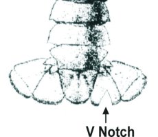 v notch